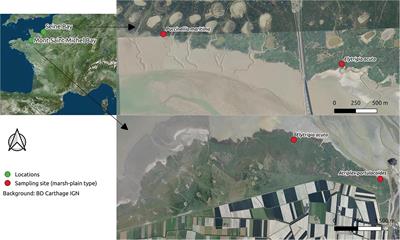 Site Characteristics More Than Vegetation Type Influence Food Web Structure of Intertidal Salt Marshes